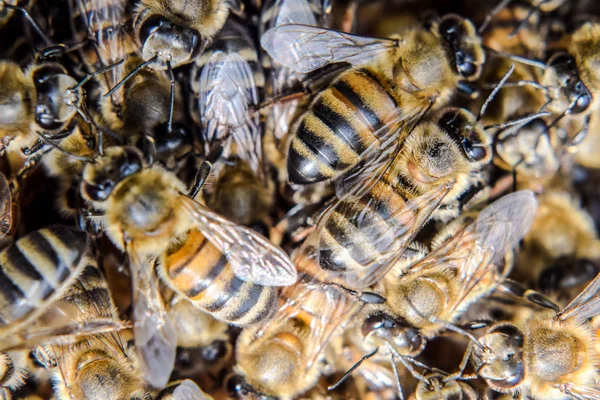 Makro fotoğraf arı. Bal arısı dansı. Arılar bir arı kovanında peteğin üzerinde.