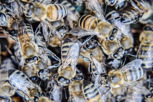 Макрофотография пчел. Танец медоносной пчелы. Пчелы в пчелином улье на сотах . — стоковое фото