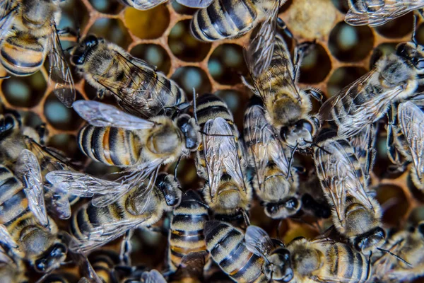 Makro fotoğraf arı. Bal arısı dansı. Arılar bir arı kovanında peteğin üzerinde.
