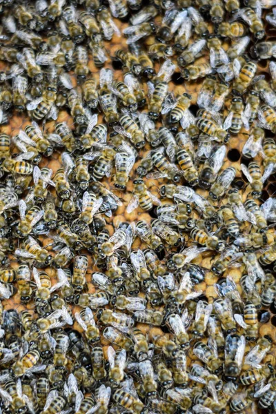Un denso grupo de enjambres de abejas en el nido. Abejas trabajadoras, drones y útero en un enjambre de abejas. Abeja. Acumulación de insectos . —  Fotos de Stock
