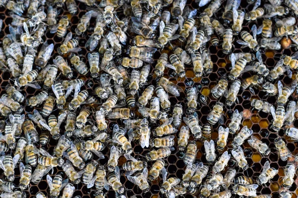 En tät klunga av bin i boet. Arbetande bin, drönare och livmoder i en svärm av bin. Honungsbi. Ackumulation av insekter. — Stockfoto