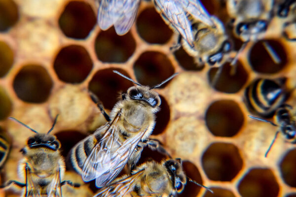 Macro photograph of bees. Dance of the honey bee. Bees in a bee hive on honeycombs.