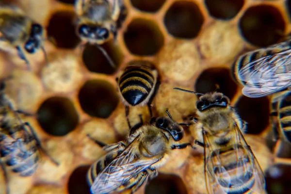 Fotografía macro de abejas. Baile de la abeja melífera. Abejas en una colmena de abejas en panales . —  Fotos de Stock