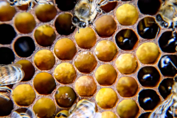 Macro photographie d'abeilles. Danse de l'abeille domestique. Abeilles dans une ruche d'abeilles sur nids d'abeilles . — Photo