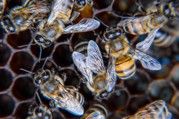 Fotografía macro de abejas. Baile de la abeja melífera. Abejas en una colmena de abejas en panales . —  Fotos de Stock