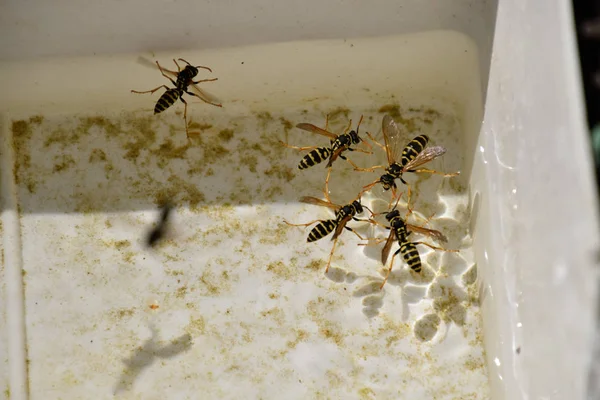 Eşek arıları Polistes su içmek