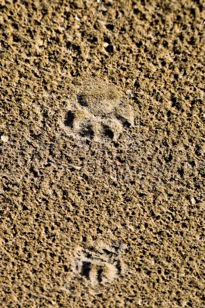 Van een hond spoor in het zand. Een hond liep langs de kust en sporen naliet in het zand. — Stockfoto