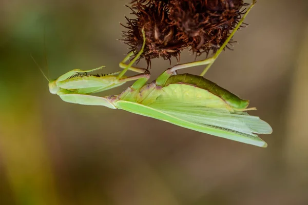 Mante sur la pince. Mantises d'accouplement. Prédateur des insectes Mantis . — Photo