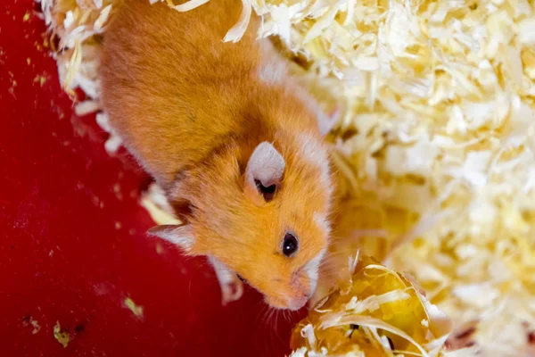 Hamster hem att hålla i fångenskap. Hamster i sågspån. Röd hamster — Stockfoto