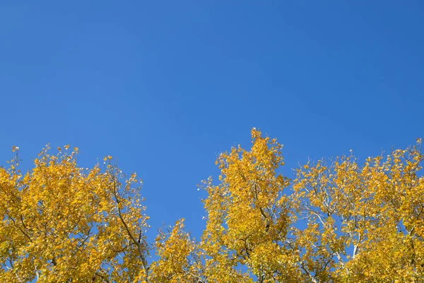 Срібна тополя в осінній фарбі на тлі блакитного неба — стокове фото