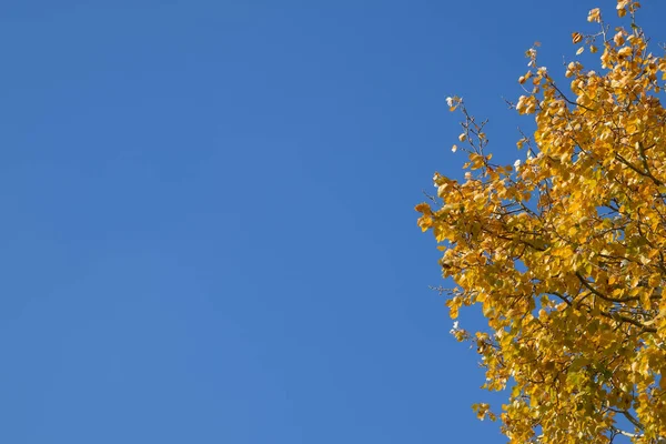 Pioppo argento in vernice autunnale contro il cielo blu — Foto Stock
