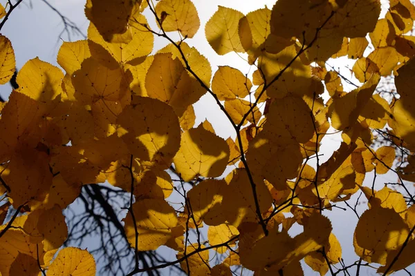Feuilles jaunes de tilleul contre le ciel et le contre-jour. Fond d'automne à partir des feuilles d'un tilleul. Feuilles d'automne jaunes — Photo