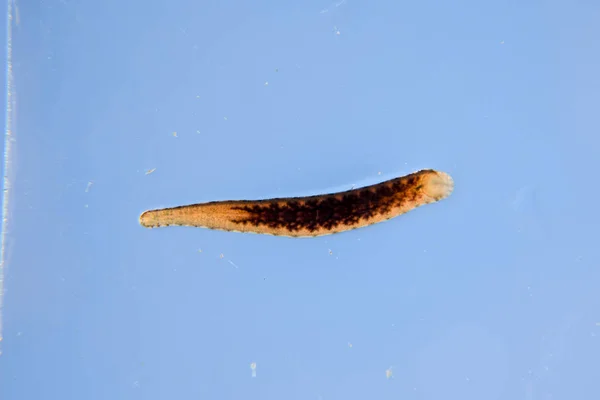 Leech on the glass. Bloodsucking animal. subclass of ringworms from the belt-type class. Hirudotherapy — Stock Photo, Image