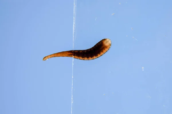 Sangsue sur le verre. Un animal suceur de sang. sous-classe de vers annulaires de la classe de type ceinture. Hirudothérapie — Photo