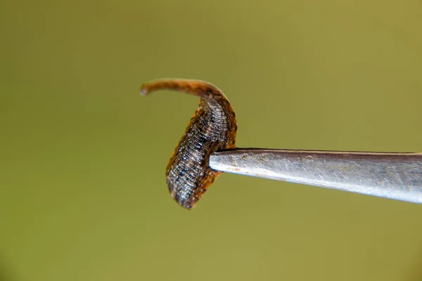 Igel på pincetten. Blodsugande djur. underklass av ringworms från klassen bälte-typen. Hirudotherapy — Stockfoto