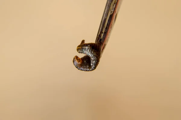 Igel på pincetten. Blodsugande djur. underklass av ringworms från klassen bälte-typen. Hirudotherapy — Stockfoto