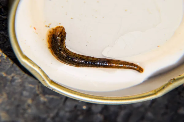 Leach on the lid of the jar. Bloodsucking animal. A subclass of ringworms from the belt-type class. Hirudotherapy with leeches. Giruda. — Stock Photo, Image