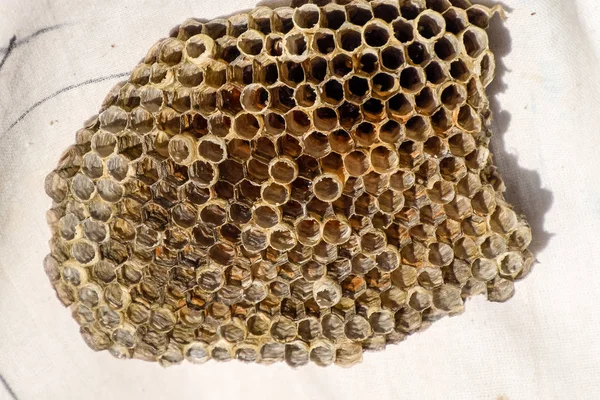 Aspen, yuva olduğunu polist. Aspen üreme mevsimi sonunda iç içe. Bal peteğin içinde hisse senetleri. Kavak tatlım. Vespa