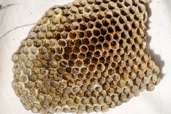 Aspen, yuva olduğunu polist. Aspen üreme mevsimi sonunda iç içe. Bal peteğin içinde hisse senetleri. Kavak tatlım. Vespa