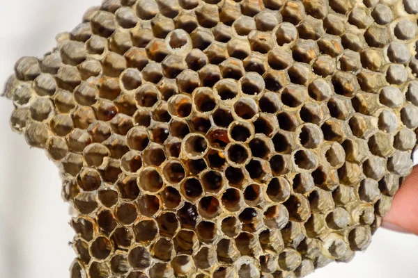 Aspen, yuva olduğunu polist. Aspen üreme mevsimi sonunda iç içe. Bal peteğin içinde hisse senetleri. Kavak tatlım. Vespa