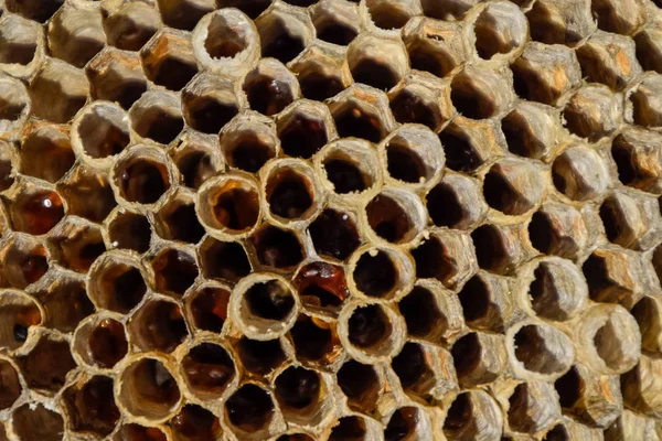 The nest is aspen, polist. The aspen nest at the end of the breeding season. Stocks of honey in honeycombs. Aspen honey. Vespa — Stock Photo, Image