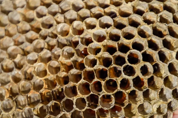 O ninho é de álamo, polista. O ninho de álamo no final da época de reprodução. Existências de mel em favos de mel. Aspen, querida. Vespa — Fotografia de Stock