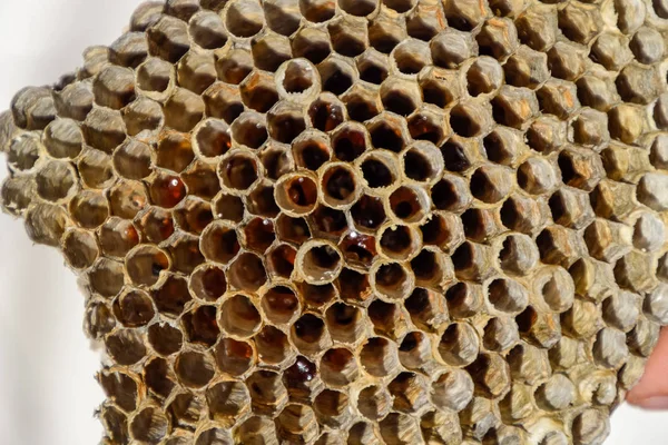 Aspen, yuva olduğunu polist. Aspen üreme mevsimi sonunda iç içe. Bal peteğin içinde hisse senetleri. Kavak tatlım. Vespa