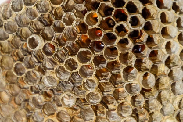 Aspen, yuva olduğunu polist. Aspen üreme mevsimi sonunda iç içe. Bal peteğin içinde hisse senetleri. Kavak tatlım. Vespa