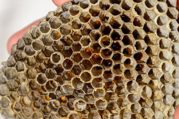 Ez a tömeglakás aspen, polist. Az aspen fészek a párzási időszak végére. A készletek a méz lépek. Aspen méz. Vespa — Stock Fotó
