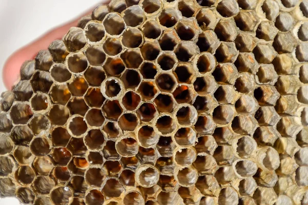 Hnízdo je aspen, polist. Aspen hnízdo na konci říje. Zásoby medu v medových plástech. Osika medu. Vespa — Stock fotografie