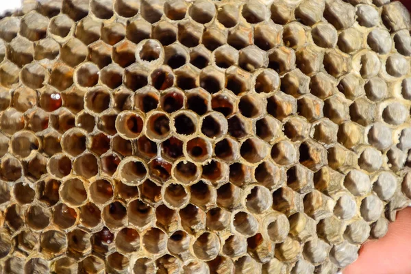 Aspen, yuva olduğunu polist. Aspen üreme mevsimi sonunda iç içe. Bal peteğin içinde hisse senetleri. Kavak tatlım. Vespa