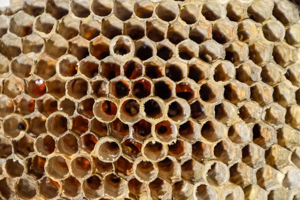 The nest is aspen, polist. The aspen nest at the end of the breeding season. Stocks of honey in honeycombs. Aspen honey. Vespa — Stock Photo, Image
