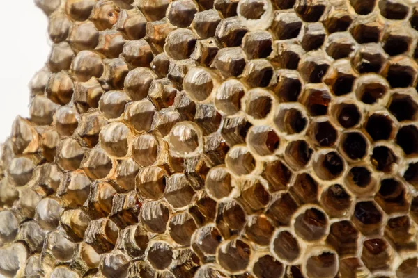 Aspen, yuva olduğunu polist. Aspen üreme mevsimi sonunda iç içe. Bal peteğin içinde hisse senetleri. Kavak tatlım. Vespa