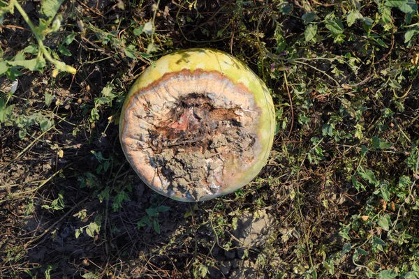 Kıyılmış eski çürümüş kavun. Terk edilmiş bir alan karpuz ve kavun. Çürük karpuz. Karpuz hasat kalıntıları. Sahada çürüyen sebze.