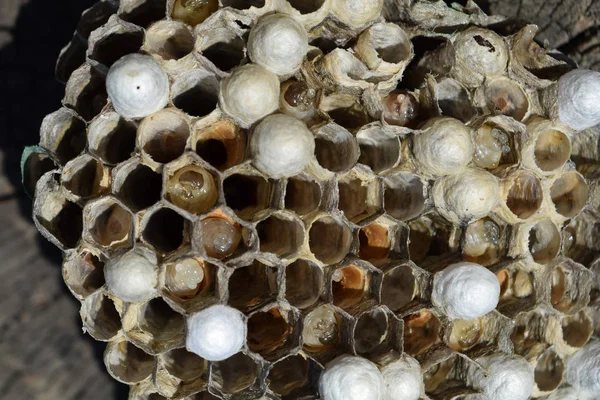 木の切り株の上に横たわるスズメバチの巣. — ストック写真