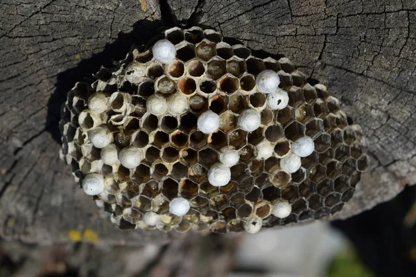 Bir ağaç kütüğü yalan eşekarısı yuvası.