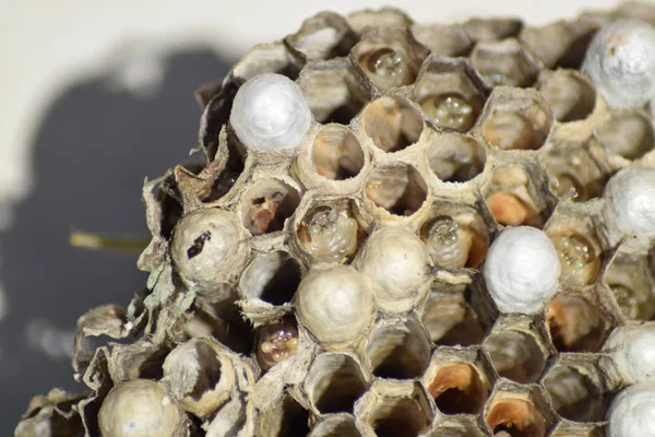 Eşek arısı olmayan eşek arısı yuvası. Ele geçirilen yuva arıları. Petek