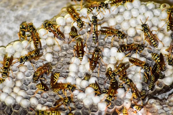 Eşekarısı yuvası üzerine oturan Yaban arıları ile.