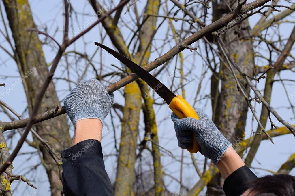 Cortar una rama de árbol con una sierra de jardín manual. 2024