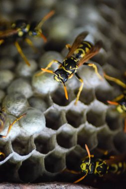 Eşekarısı yuvası üzerine oturan Yaban arıları ile.