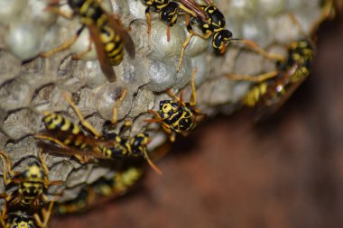 Üzerinde eşek arıları olan eşek arısı yuvası. Eşek arıları polist. Bir yuva