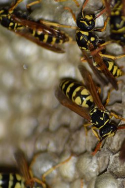 Üzerinde eşekarıları olan bir arı kovanı. Eşek arıları polisi. Yakından çekilen bir eşek arısı ailesinin yuvası.