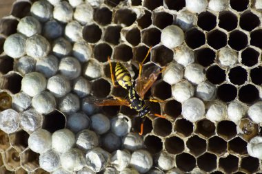 Üzerinde eşekarıları olan bir arı kovanı. Eşek arıları polisi. Yakından çekilen bir eşek arısı ailesinin yuvası.
