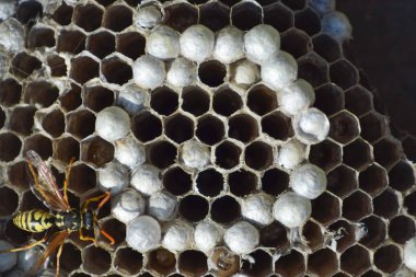 Eşekarısı yuvası üzerine oturan Yaban arıları ile.