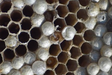 Eşekarısı yuvası eşekarısı olmadan. Yıkılmış yuva eşekarısı ele geçirdi. Peteğin larvaları ile