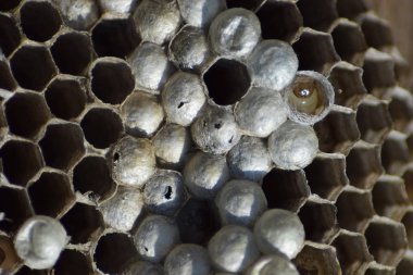 Eşekarısı yuvası eşekarısı olmadan. Yıkılmış yuva eşekarısı ele geçirdi. Peteğin larvaları ile