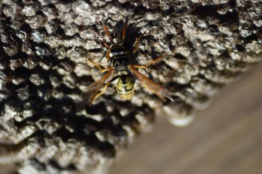 Tersine çevrilen eşekarısı yuvası.