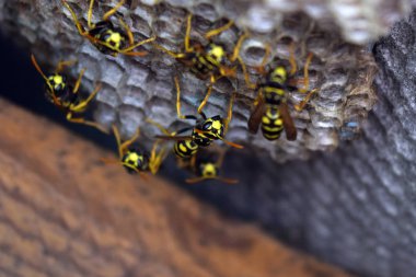 Eşekarısı yuvası üzerine oturan Yaban arıları ile.