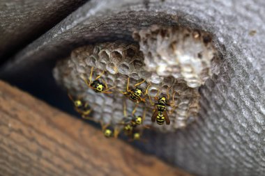 Eşekarısı yuvası üzerine oturan Yaban arıları ile.