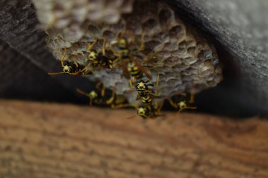 Üzerinde eşekarıları olan bir arı kovanı. Eşek arıları polisi. Yakından çekilen bir eşek arısı ailesinin yuvası.